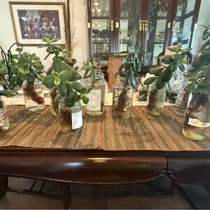 Jade Plant Cuttings in Glass Jars